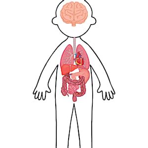 Grade R LS - Worksheet: Inside my Body (CAPS Aligned)