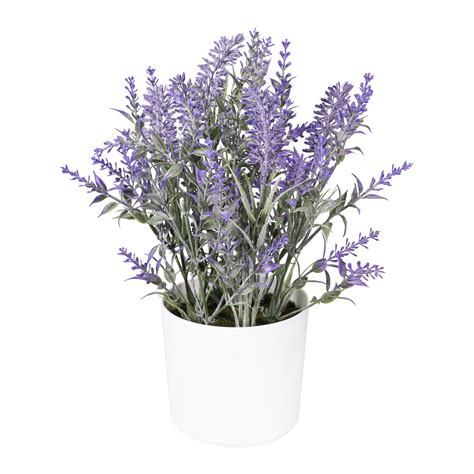 Lavender Plants Indoors