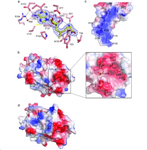 Bildergebnis für active site
