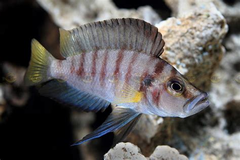 Altolamprologus "Sumbu Shell" photo