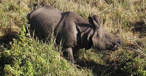 In Nepal, local communities and the government have chipped in to save ...