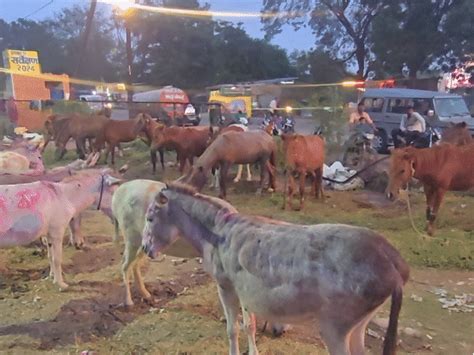 donkey fair ujjain tejashwi owaisi pushpa draw attention sellers feed ...