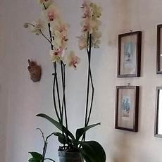 le domande all esperto su orchidea phalaenopsis le domande all esperto su orchidea phalaenopsis