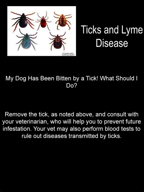 lyme disease blood test
