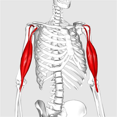Biceps brachii : long head/ supraglenoid tubercle of scapula, short head/ coracoid process of ...