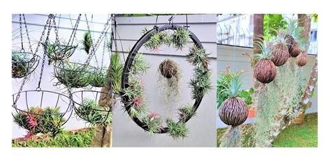 Air Plants Arrangements 的图像结果