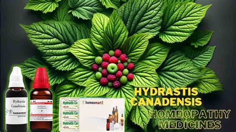 Hydrastis canadensis Homeopathy Mother Tincture Q, 30/100ml, WSI SBL ...