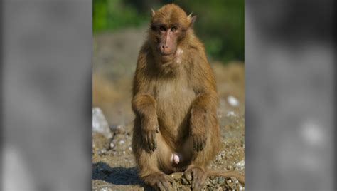 Sela: Indian Scientists Find New Monkey Species Behind Crop Loss in ...