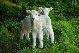 Image result for Spring Baby Animals Lambs