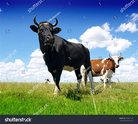 286,191 Bulls and cows Images, Stock Photos & Vectors | Shutterstock