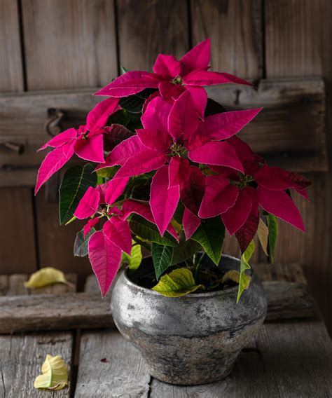 Can poinsettias live outside in the winter? Experts advise | Homes and ...