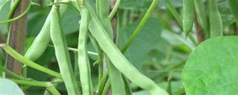 芸豆的种植时间，种植方法是什么 - 农敢网