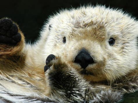 Cute Sea Otters