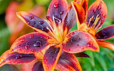 Two colors petals, lily flower close-up, dew wallpaper | flowers ...