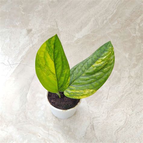 Monstera Peru Verigated Indoor Plant | Chhajed Garden – ChhajedGarden.com