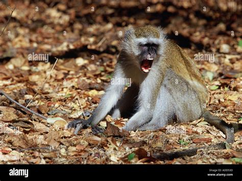 Pet Monkey Aggression 的图像结果