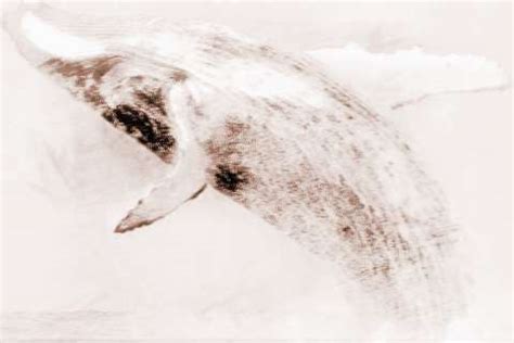 梦见鲸鱼被困住是什么意思_周公解梦网