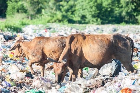 Image result for Waste Problem Farm Animals