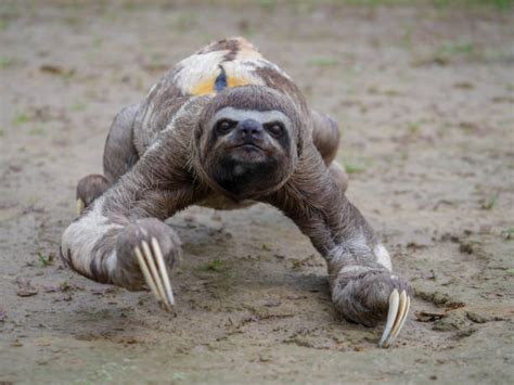 Image result for 3 Toed Sloth