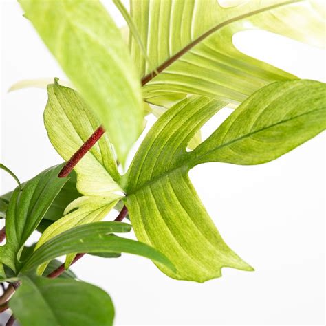 Philodendron florida ghost large – Artofit