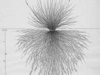 Image result for How to Make Root Map