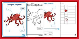 Life Cycle of an Octopus Diagram Resource Pack