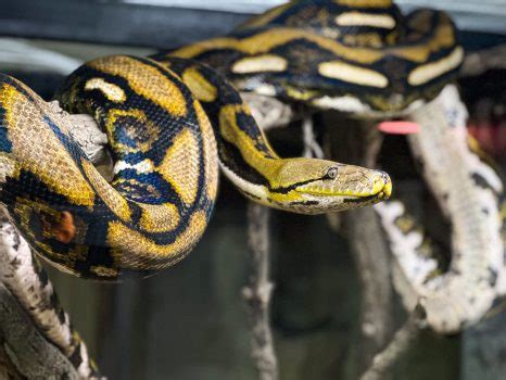 Image result for Pineapple Reticulated Python