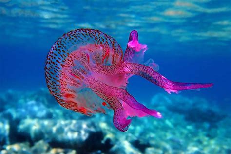 How Do Jellyfish Reproduce? - Jellyfish Life Cycle Explained