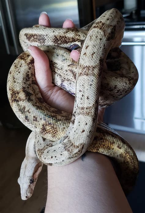 Lemke Line Hog Island Boa : r/snakes