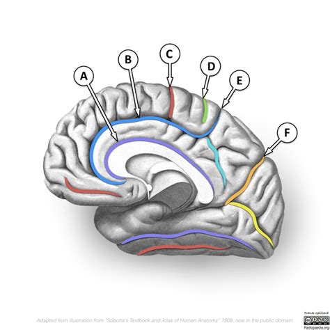 Cingulate Gyrus Function 的图像结果