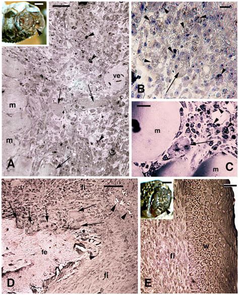Journal of Developmental Biology | An Open Access Journal from MDPI
