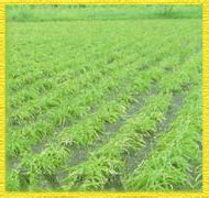 Agricare .. A Healthy Way Of Living .. Medicinal Plants .. Safed musli ...