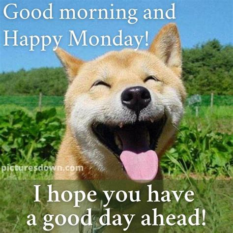 Happy monday image funny dog free - picturesdown.com