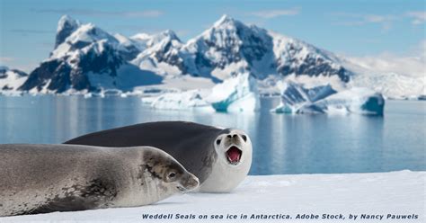 Seals of Antarctica - BioTriad Environmental, Inc.
