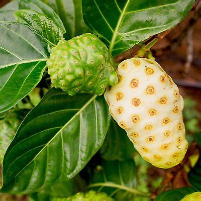Grafted Noni Fruit Plant free shipping - Padmam Nursery