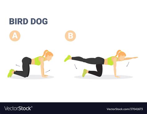 Bird Dog Exercise Move 的图像结果