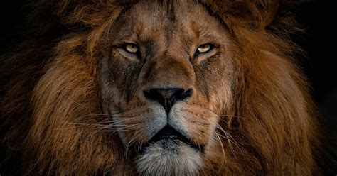 Daniel Chapter 7 Explained 的图像结果