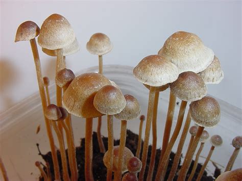 https://picturemushroom.com/wiki-image/1080/152500076676120581.jpeg