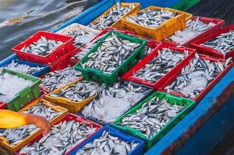 Catch of fresh sea fish on fishing boat in vietnam in asia | Premium Photo