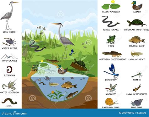 Freshwater Animals