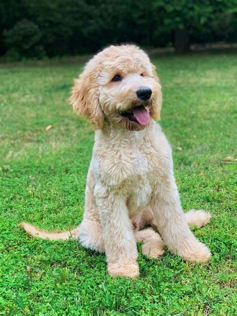 White Toy Goldendoodle River Doodles- Home Raised Goldendoodle ...