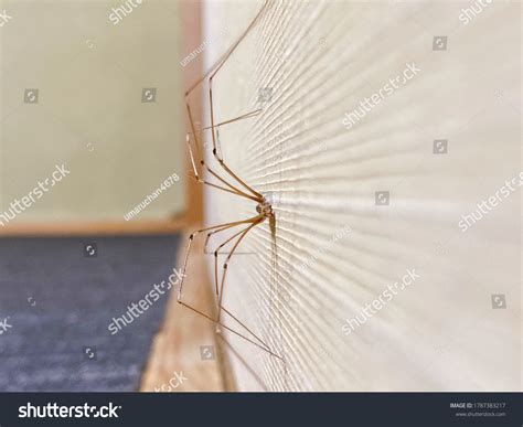 13 imagens de Grand daddy long legs spider Imagens, fotos stock e ...