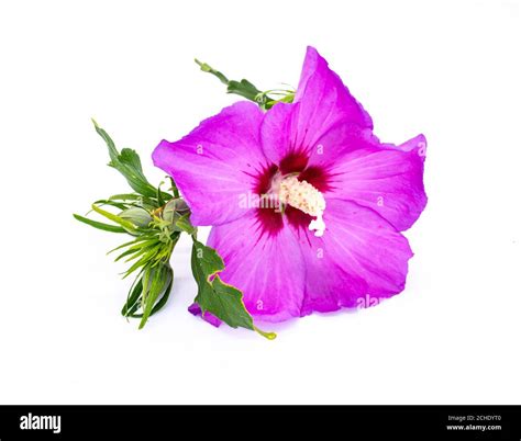 purple hibiscus flower isolated on white background Stock Photo - Alamy