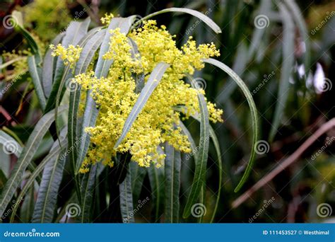 Searsia Lancea, Karee Tree, African Sumac, Willow Rhus Stock Image ...