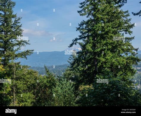 Sehome Hill Arboretum is an 180-acre (73-hectare) park of second growth ...