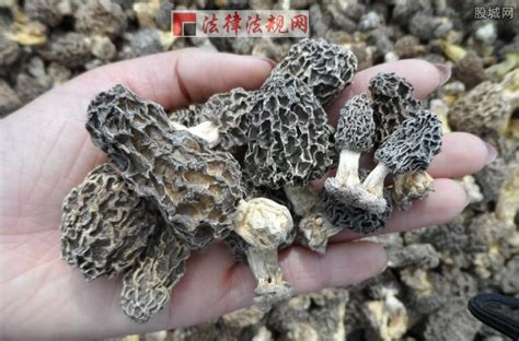 四川唐家河国家级自然保护区：羊肚菌 - 自然之声