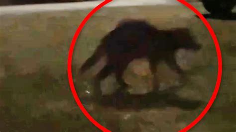 Mysterious Red-Eyed Creature 的图像结果