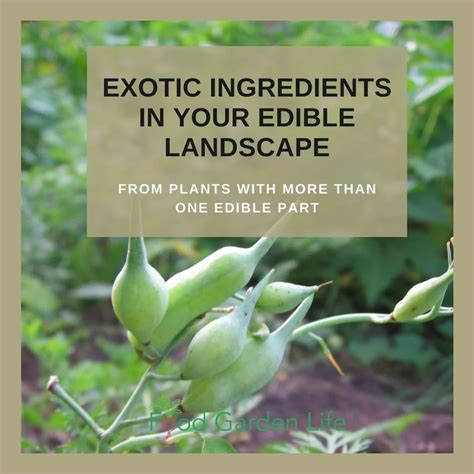 Edible Part: Khám Phá Nghĩa và Cách Sử Dụng Từ Edible Part Trong Tiếng Anh