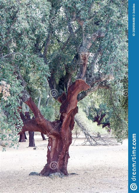 Cork Oak Orchard in the Spanish Extremadura Stock Photo - Image of ...