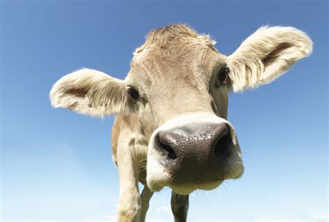 'Old MacDonald Had a Farm' lyrics - Classical Music